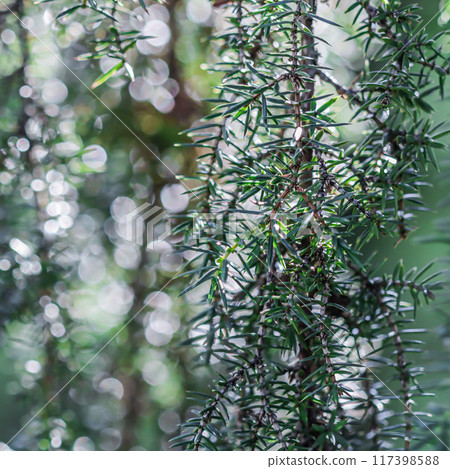 Closeup Blue leaves of evergreen coniferous tree Juniperus Horstmann after rain. Extreme bokeh with light reflection. Blurred nature background 117398588