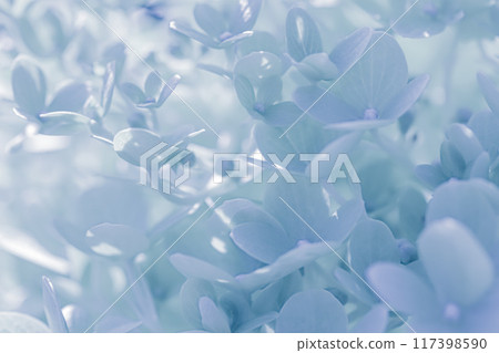 Background of white blue petals of Hydrangea or Hydrangea close-up. Soft focus Background of white blue petals of Hydrangea or Hydrangea close-up. Soft focus 117398590