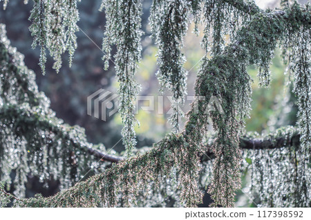 Closeup Blue leaves of evergreen coniferous tree Juniperus Horstmann after rain. Extreme bokeh with light reflection. Blurred nature background Closeup Blue leaves of evergreen coniferous tree Juniperus Horstmann after rain. Extreme bokeh with light reflection. Blurred nature background 117398592
