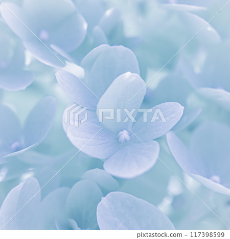 Background of white blue petals of Hydrangea or Hydrangea close-up. Soft focus Background of white blue petals of Hydrangea or Hydrangea close-up. Soft focus 117398599