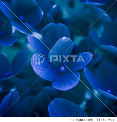 Background of dark blue petals of Hydrangea or Hydrangea close-up. Soft focus Background of dark blue petals of Hydrangea or Hydrangea close-up. Soft focus 117398604