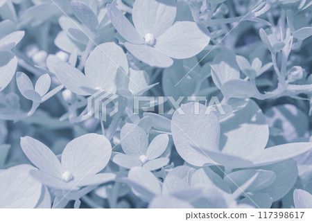 Background of white blue petals of Hydrangea or Hydrangea close-up. Soft focus 117398617