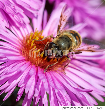 Worker bee on pink aster flowers in autumn garden on a sunny day 117398621