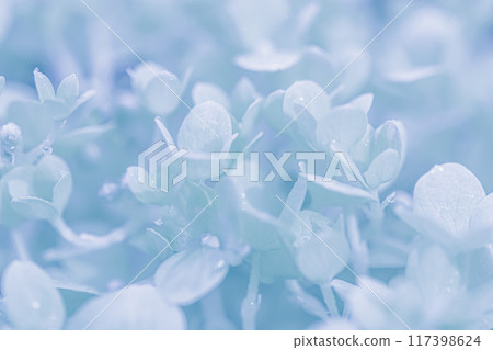 Background of white blue petals of Hydrangea or Hydrangea close-up. Soft focus Background of white blue petals of Hydrangea or Hydrangea close-up. Soft focus 117398624