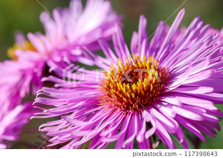 Beautiful pink Aster flowers in the autumn garden 117398643