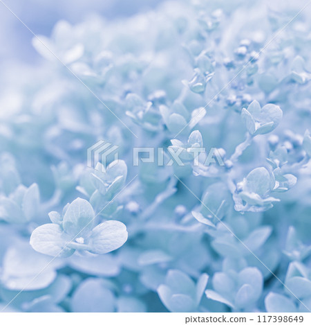 Background of white blue petals of Hydrangea or Hydrangea close-up. Soft focus Background of white blue petals of Hydrangea or Hydrangea close-up. Soft focus 117398649
