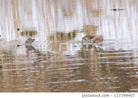 Waterside snipe Waterside snipe 117399407