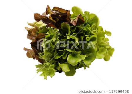 lettuce on white background lettuce on white background 117399408