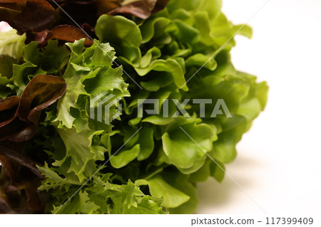 lettuce on white background lettuce on white background 117399409