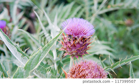 lay blossom order copy daylight flat composition decorative cardun space violet dry cynara lay blossom order copy daylight flat composition decorative cardun space violet dry cynara 117399507