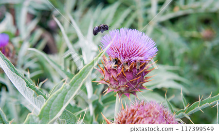 space flat order blossom dry lay composition violet cynara copy decorative cardun daylight 117399549