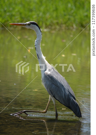 Grey herons living in the Hatta River (Kasugai City, Aichi Prefecture) 117399686