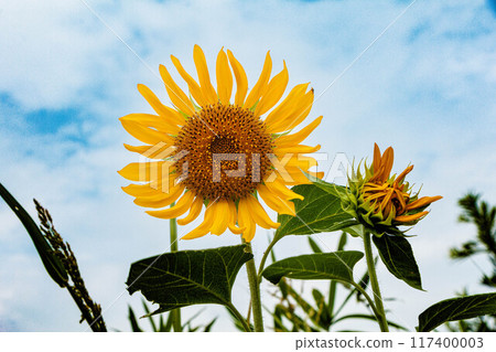 A sunflower blooming towards the sky A sunflower blooming towards the sky 117400003