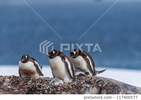 Gentoo Penguin Colony at Sierra Cove 117400577