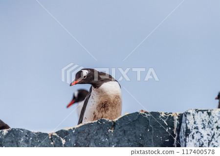 Close-up of a Gentoo Penguin on Trinity Island. Close-up of a Gentoo Penguin on Trinity Island. 117400578