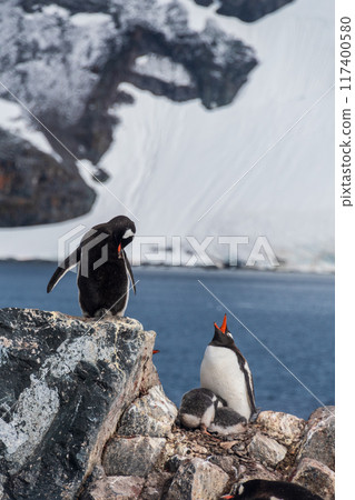 Gentoo Penguin Colony at Sierra Cove 117400580