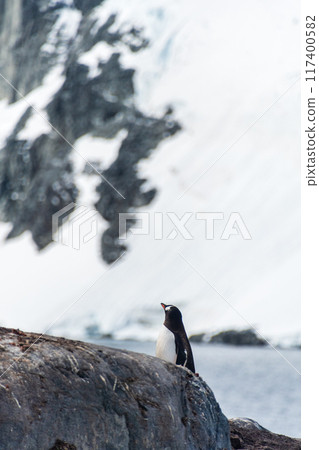 Close-up of a Gentoo Penguin on Trinity Island. 117400582