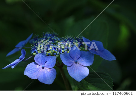 hydrangea hydrangea 117400601