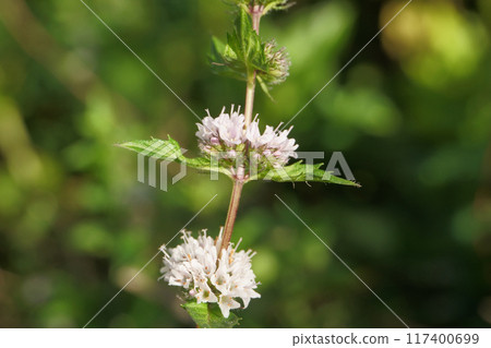 Peppermint flower in Hokkaido Peppermint flower in Hokkaido 117400699