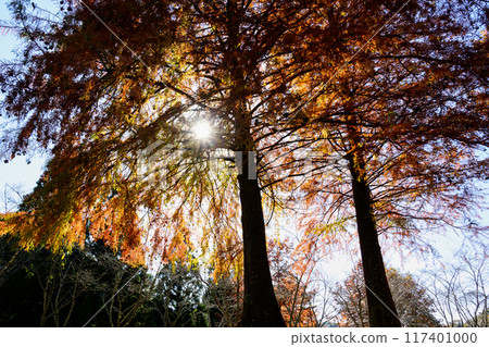Forest of metasequoia with autumn leaves 117401000