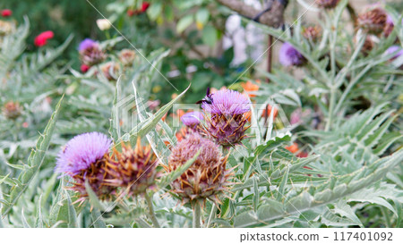 order decorative violet dry lay space flat cardun blossom daylight composition copy cynara order decorative violet dry lay space flat cardun blossom daylight composition copy cynara 117401092