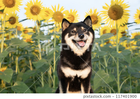 Cheri the Shiba Inu smiling in a sunflower field 117401900