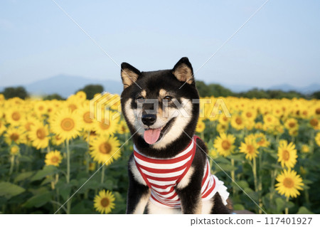 A smiling Shiba Inu dog named Sheri in a sunflower field under a blue sky 117401927