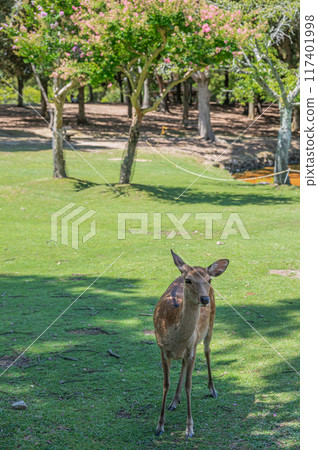 奈良公園的鹿 117401998