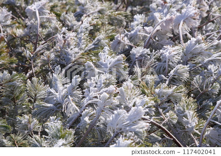 Hoarfrost covered Japanese stone pine Hoarfrost covered Japanese stone pine 117402041