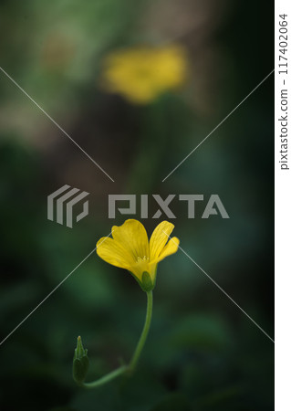 Along the road where wood sorrel blooms 117402064