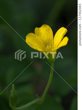 Wood sorrel in full bloom and buds 117402065