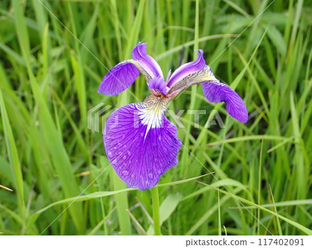 濱頓別膠合板原始花園風景 117402091