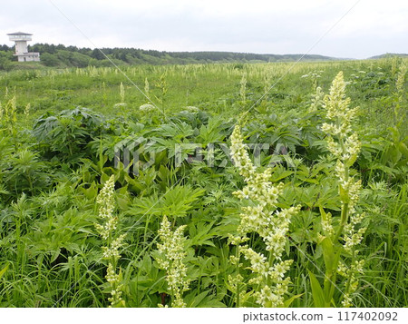 濱頓別膠合板原始花園風景 117402092