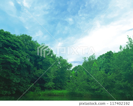 鬱鬱蔥蔥的性質 117402192