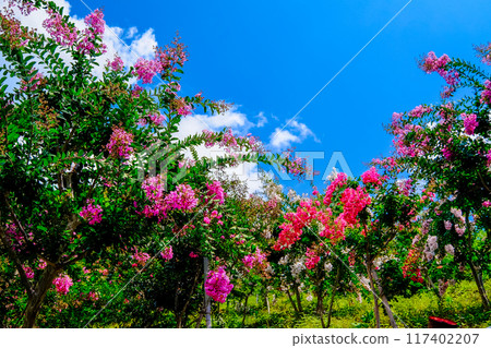 Crape myrtle tree pink flowers Crape myrtle tree pink flowers 117402207