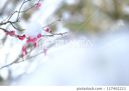 Red plum blossoms in Nagaokakyo Plum Orchard right after snowfall 117402221