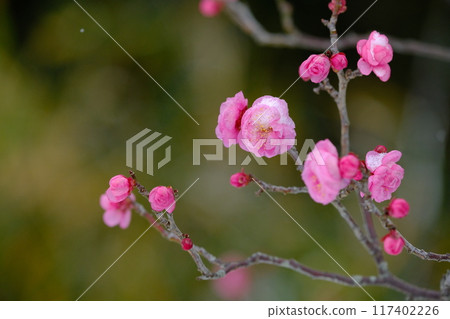 長岡京梅園的雪中紅梅 長岡京梅園的雪中紅梅 117402226