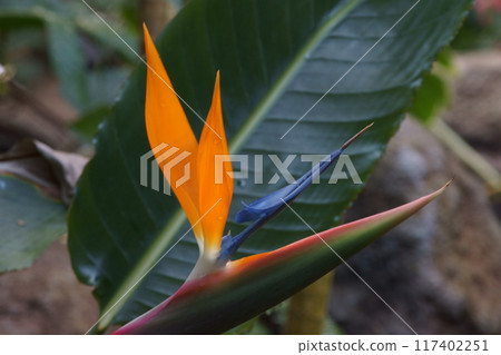 Disgusted butterfly 117402251