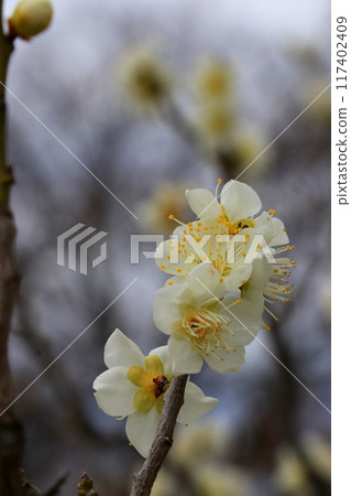 white plum blossom 117402409
