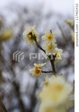 white plum blossom white plum blossom 117402410
