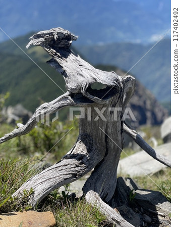 nature stylist 117402492