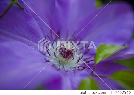 A close-up of the stamens of the purple Clematis casaguruma. The flower language is "beauty of the spirit," "traveler's joy," and "sweet bondage." A close-up of the stamens of the purple Clematis casaguruma. The flower language is "beauty of the spirit," "traveler's joy," and "sweet bondage." 117402540
