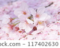 Beautiful cherry blossoms, entrance ceremony, graduation ceremony 117402630
