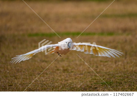 Flight scene of a mackerel flying over the ground 117402667