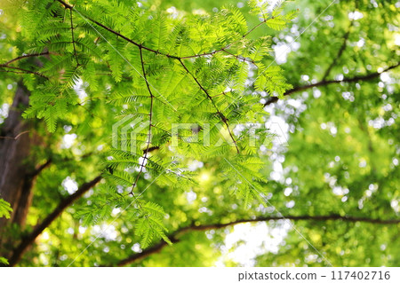 Refreshing fresh green 117402716