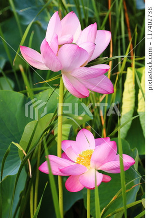 A lotus flower with large pink flowers is blooming. A lotus flower with large pink flowers is blooming. 117402738