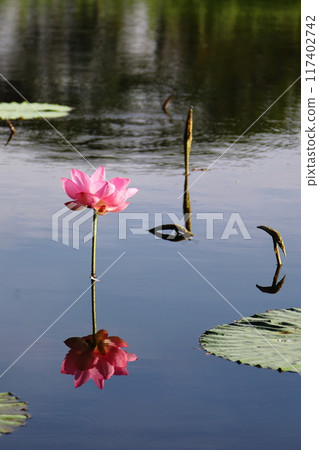 A lotus flower floating in a pond 117402742