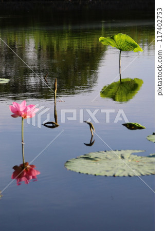 垂直對稱的蓮花 垂直對稱的蓮花 117402753