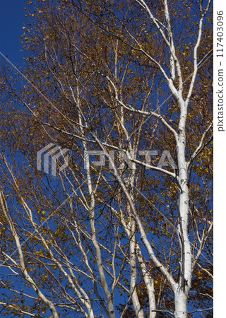 秋天晴朗的天空下的白樺樹 秋天晴朗的天空下的白樺樹 117403096