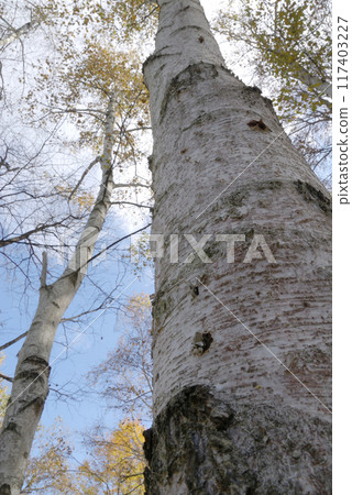 秋天晴朗的天空下的白樺樹 117403227